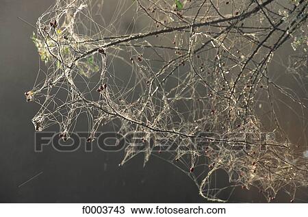 flora, wildlife, vegetation, cobweb, exterior View Large Photo Image Stock Image - flora, wildlife, vegetation, cobweb, exterior. Fotosearch