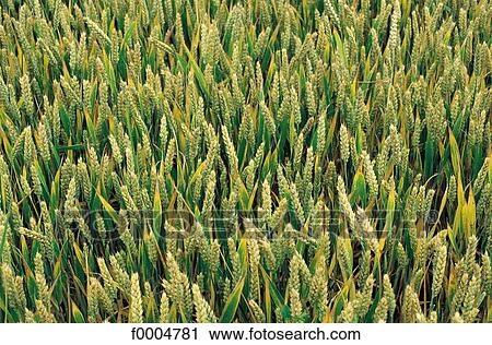flora, wildlife, wheat, ear of wheat, cereal, green, nature View Large Photo Image Stock Image - flora, wildlife, wheat, ear of wheat, cereal, green, nature. Fotosearch