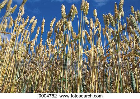 flora, wildlife, wheat, ear of wheat, yellow, cereal, nature View Large Photo Image Stock Image - flora, wildlife, wheat, ear of wheat, yellow, cereal, nature. Fotosearch