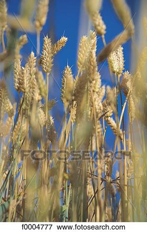 Stock Photo - flora, wildlife, wheat, ear of wheat, yellow, cereal, blur. Fotosearch