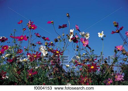 flower, cosmos, flora, wildlife, field of flower, field, nature View Large Photo Image Stock Image - flower, cosmos, flora, wildlife, field of flower, field, nature. Fotosearch