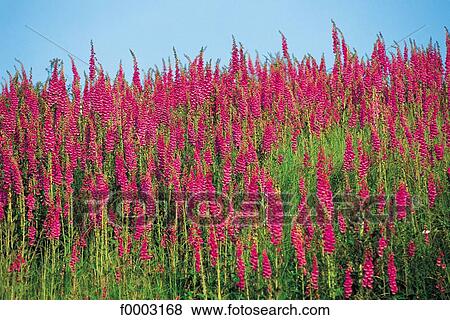 flower, field of flower, flora, wildlife, Europe, France View Large Photo Image Stock Photo - flower, field of flower, flora, wildlife, Europe, France. Fotosearch