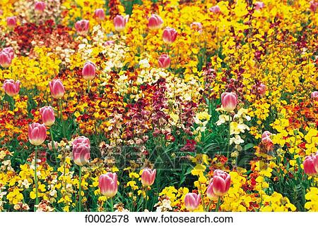 flower, field, tulip, field of flower, flora, wildlife, multicoloured View Large Photo Image Stock Photo - flower, field, tulip, field of flower, flora, wildlife, multicoloured. Fotosearch