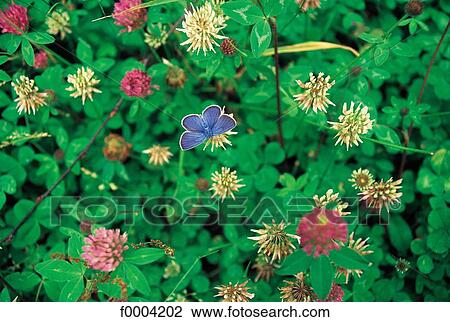 Stock Image - flower, flora, wildlife, butterfly, field of flower, field, multicoloured. Fotosearch