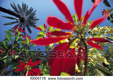 flower, flora, wildlife, euphorbia, red, nature View Large Photo Image Stock Photograph - flower, flora, wildlife, euphorbia, red, nature. Fotosearch