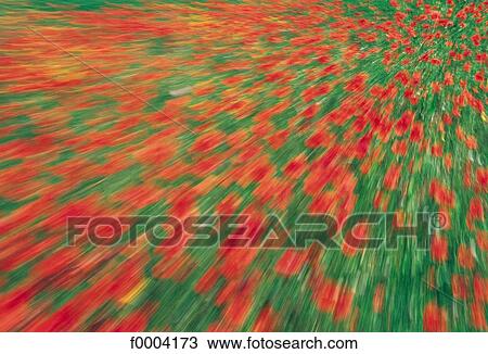 flower, flora, wildlife, field, field of flower, red poppy, red View Large Photo Image Stock Image - flower, flora, wildlife, field, field of flower, red poppy, red. Fotosearch