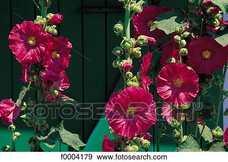 flower, flora, wildlife, holly hock, pink, nature View Large Photo Image Stock Photo - flower, flora, wildlife, holly hock, pink, nature. Fotosearch