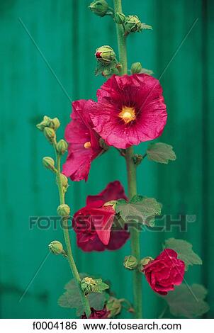 flower, flora, wildlife, holly hock, pink, nature View Large Photo Image Stock Photograph - flower, flora, wildlife, holly hock, pink, nature. Fotosearch