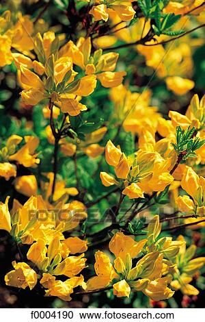 flower, flora, wildlife, jenet, jenet flower, yellow, nature View Large Photo Image Stock Image - flower, flora, wildlife, jenet, jenet flower, yellow, nature. Fotosearch