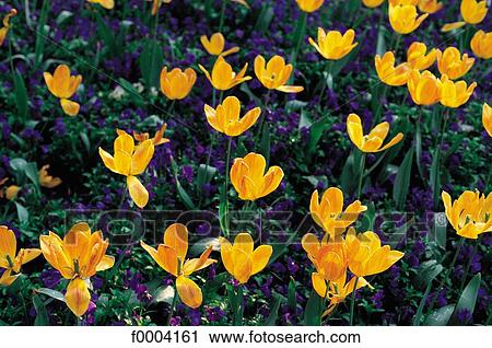 Stock Image - flower, flora, wildlife, orange, tulip, field of flower, nature. Fotosearch