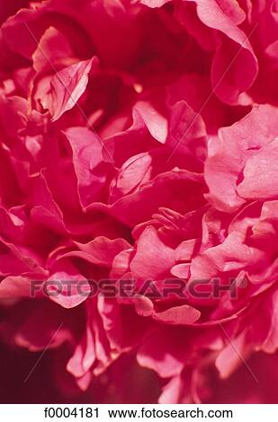 flower, flora, wildlife, petal, peony, pink, nature View Large Photo Image Stock Image - flower, flora, wildlife, petal, peony, pink, nature. Fotosearch