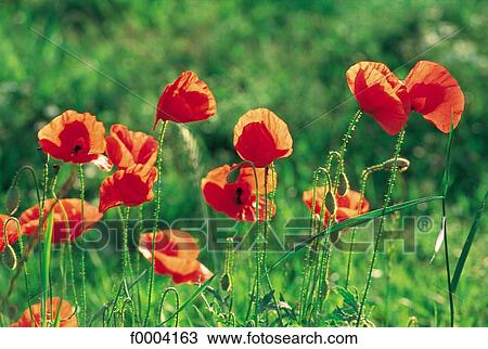 flower, flora, wildlife, red poppy, red, field, field of flower View Large Photo Image Stock Image - flower, flora, wildlife, red poppy, red, field, field of flower. Fotosearch