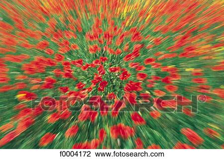 flower, flora, wildlife, red poppy, red, movement, motion View Large Photo Image Stock Image - flower, flora, wildlife, red poppy, red, movement, motion. Fotosearch
