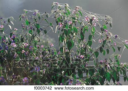 Stock Image - flower, flora, wildlife, vegetation, cobweb. Fotosearch