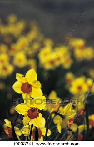 flower, flora, wildlife, yellow, field of flower, daffodil, Europe View Large Photo Image Stock Image - flower, flora, wildlife, yellow, field of flower, daffodil, Europe. Fotosearch