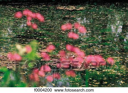 flower, pool, water, flora, wildlife, garden, reflection View Large Photo Image Stock Image - flower, pool, water, flora, wildlife, garden, reflection. Fotosearch