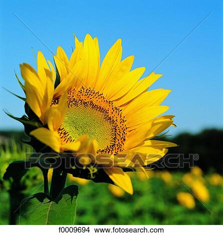 flower, sunflower, flora, wildlife, nature, exterior View Large Photo Image Picture - flower, sunflower, flora, wildlife, nature, exterior. Fotosearch