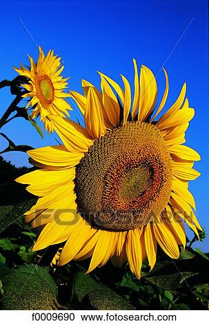 flower, sunflower, flora, wildlife, nature, exterior View Large Photo Image Stock Image - flower, sunflower, flora, wildlife, nature, exterior. Fotosearch
