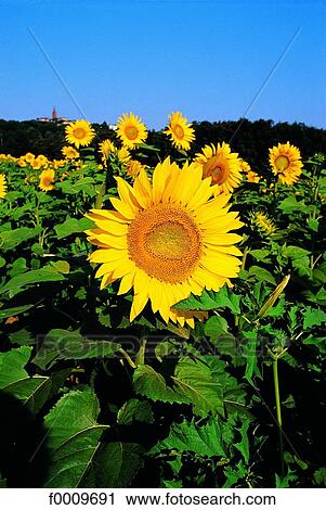 Stock Image - flower, sunflower, flora, wildlife, nature, exterior. Fotosearch
