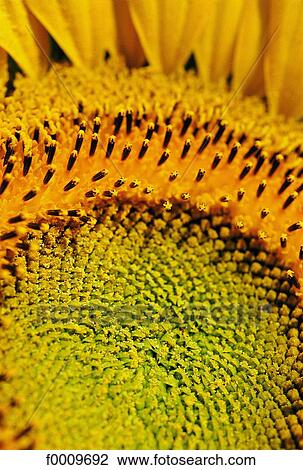 flower, sunflower, flora, wildlife, nature, exterior View Large Photo Image Stock Image - flower, sunflower, flora, wildlife, nature, exterior. Fotosearch