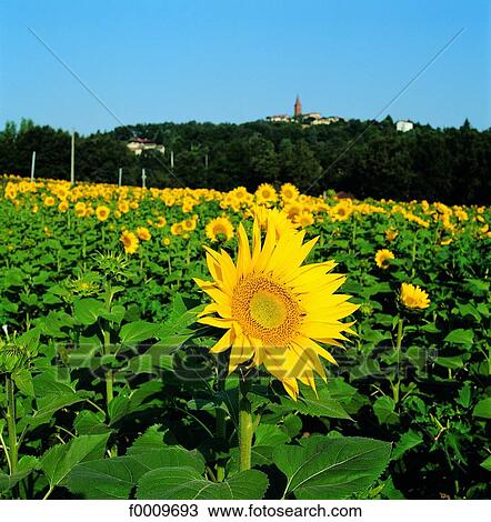 flower, sunflower, flora, wildlife, nature, exterior, open air View Large Photo Image Stock Image - flower, sunflower, flora, wildlife, nature, exterior, open air. Fotosearch