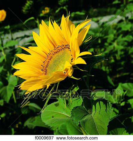 flower, sunflower, flora, wildlife, nature, exterior View Large Photo Image Stock Photo - flower, sunflower, flora, wildlife, nature, exterior. Fotosearch