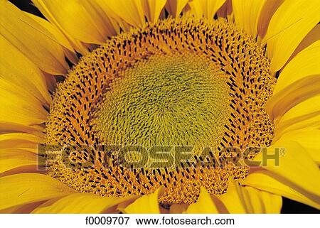 flower, sunflower, flora, wildlife, nature, exterior, open air View Large Photo Image Stock Photo - flower, sunflower, flora, wildlife, nature, exterior, open air. Fotosearch