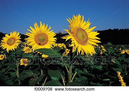 flower, sunflower, flora, wildlife, nature, exterior, open air View Large Photo Image Stock Photo - flower, sunflower, flora, wildlife, nature, exterior, open air. Fotosearch