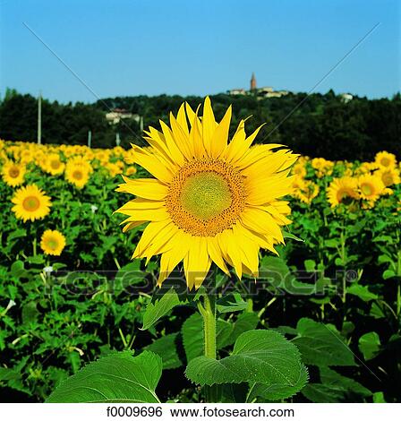 flower, sunflower, flora, wildlife, nature, exterior View Large Photo Image Stock Photograph - flower, sunflower, flora, wildlife, nature, exterior. Fotosearch