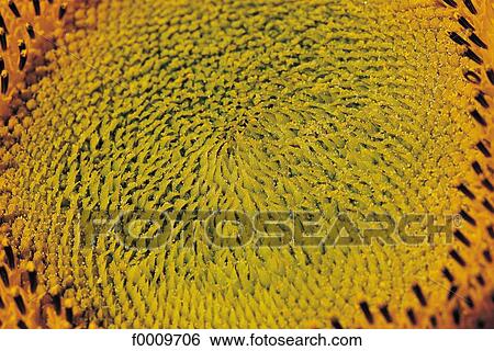 flower, sunflower, flora, wildlife, nature, exterior, open air View Large Photo Image Stock Photograph - flower, sunflower, flora, wildlife, nature, exterior, open air. Fotosearch