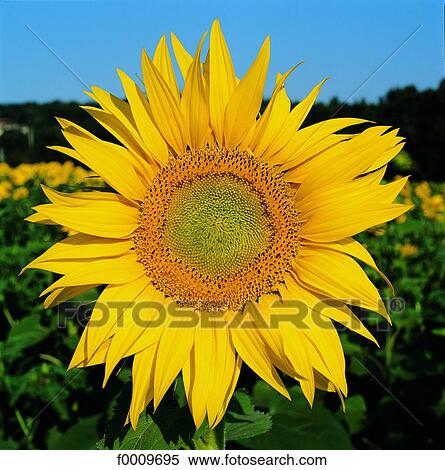 flower, sunflower, flora, wildlife, nature, exterior View Large Photo Image Stock Photography - flower, sunflower, flora, wildlife, nature, exterior. Fotosearch