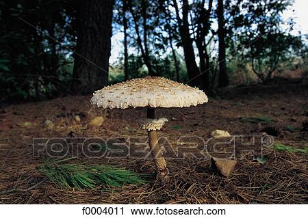food, mushroom, gastronomy, open air, exterior, aliment View Large Photo Image Stock Image - food, mushroom, gastronomy, open air, exterior, aliment. Fotosearch