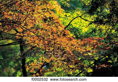 Stock Image - forest, autumn, fleaf, leaves, Japan, vegetation, nature. Fotosearch