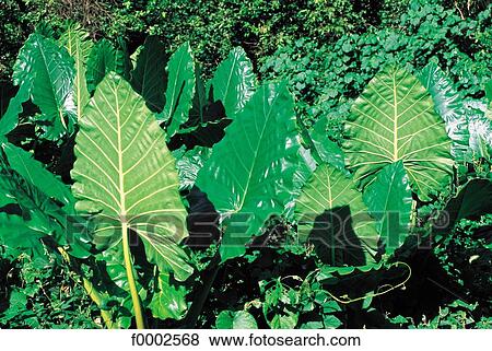 forest, leaf, leaves, vegetation, Polynesia, Oceania View Large Photo Image Stock Photo - forest, leaf, leaves, vegetation, Polynesia, Oceania. Fotosearch