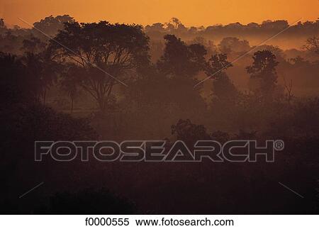 Stock Photography - forest, mist, misty, fog, foggy, Sri Lanka, India. Fotosearch