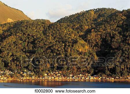 forest, palm tree, landscape, landscapes, scene, scenery, scenes View Large Photo Image Stock Image - forest, palm tree, landscape, landscapes, scene, scenery, scenes. Fotosearch