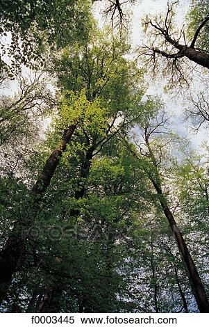 forest, tree, trees, Normandy, Belleme, Europe, Belleme Forest View Large Photo Image Stock Photography - forest, tree, trees, Normandy, Belleme, Europe, Belleme Forest. Fotosearch