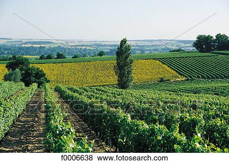 Stock Photo - France, French, French Europe, Centre, Indre Loire, travel, travel exterior. Fotosearch