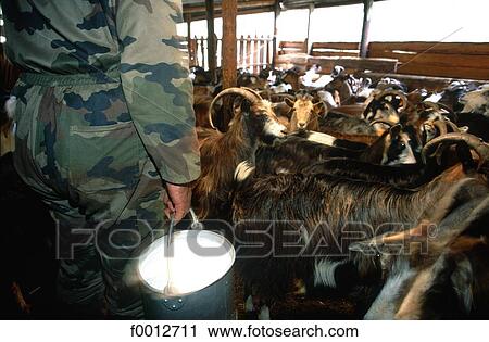 Stock Image - France, French, French Europe, Corsica, Upper Corsica, travel, travel animal. Fotosearch