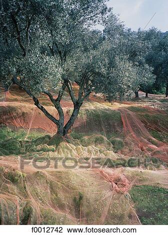 France, French, French Europe, Corsica, South Corsica, Santa Lucia di Talla, travel View Large Photo Image Stock Image - France, French, French Europe, Corsica, South Corsica, Santa Lucia di Talla, travel. Fotosearch