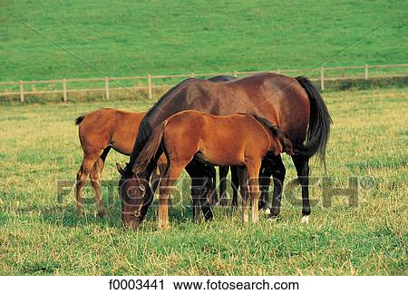 France, French, French Europe, horse, animal, animals View Large Photo Image Stock Image - France, French, French Europe, horse, animal, animals. Fotosearch