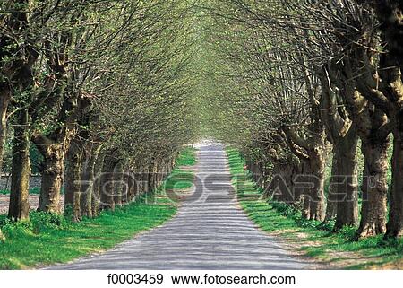 France, French, French Europe, path, tree, trees, road View Large Photo Image Stock Photo - France, French, French Europe, path, tree, trees, road. Fotosearch