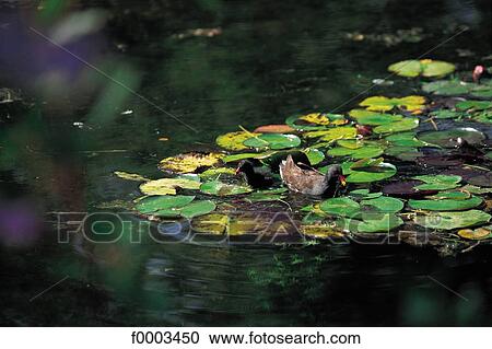 Stock Image - France, French, French Europe, pool, water lily flower, duck, animal. Fotosearch