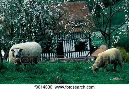 France, French, French Europe, exterior, open air, travel View Large Photo Image Stock Image - France, French, French Europe, exterior, open air, travel. Fotosearch