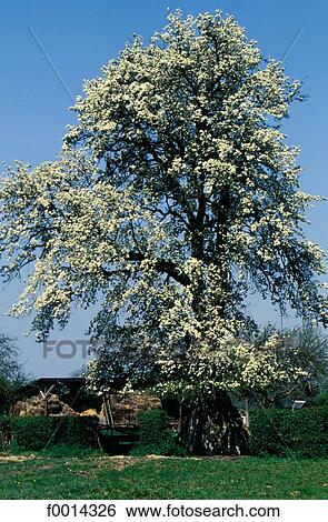 France, French, French Europe, exterior, open air, travel, travel countryside View Large Photo Image Stock Photograph - France, French, French Europe, exterior, open air, travel, travel countryside. Fotosearch