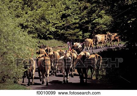 France, French, French Europe, travel, travel exterior, open air, Aveyron View Large Photo Image Stock Photo - France, French, French Europe, travel, travel exterior, open air, Aveyron. Fotosearch