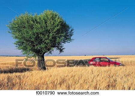 Stock Image - France, French, French Provence Alpes Cote d'Azur, Provence, Europe, travel, travel exterior. Fotosearch