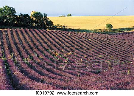 France, French, French Provence Alpes Cote d'Azur, Provence, Europe, travel, travel exterior View Large Photo Image Stock Image - France, French, French Provence Alpes Cote d'Azur, Provence, Europe, travel, travel exterior. Fotosearch