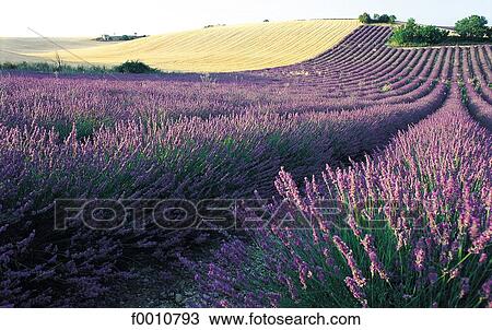 France, French, French Provence Alpes Cote d'Azur, Provence, Europe, travel, travel exterior View Large Photo Image Stock Image - France, French, French Provence Alpes Cote d'Azur, Provence, Europe, travel, travel exterior. Fotosearch