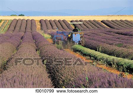 France, French, French Provence Alpes Cote d'Azur, Provence, Europe, travel, travel exterior View Large Photo Image Stock Photo - France, French, French Provence Alpes Cote d'Azur, Provence, Europe, travel, travel exterior. Fotosearch